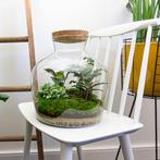 DIY terrarium -  Fat Joe -  30 cm, Tuin en Terras, Verzenden