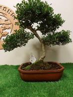 Japanese holly bonsai (Ilex crenata) - Hoogte (boom): 42 cm