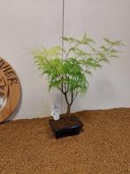 Japanese maple bonsai (Acer palmatum) - Hoogte (boom): 40 cm