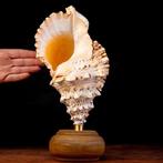 Gemonteerde Triton Shells. Zeeschelp - Charonia Lampas –