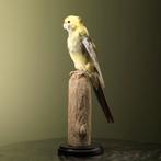 Parkiet Taxidermie Opgezette Dieren By Max, Ophalen of Verzenden, Nieuw, Vogel, Opgezet dier