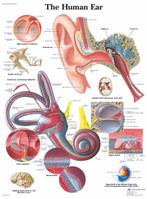 Anatomie poster oor en gehoorgang (gelamineerd, 50x67 cm)..., Verzenden, Nieuw
