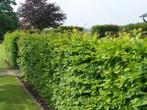 Haagbeuk bladverliezend Carpinus betulus, Tuin en Terras, Planten | Tuinplanten, Verzenden, Vaste plant, Overige soorten, Halfschaduw