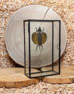 Draakje Taxidermie volledige montage - Drago volans - 20 cm