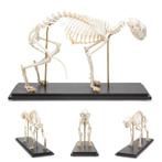 Anatomie model skelet kat (flexibel gemonteerd), Nieuw, Verzenden