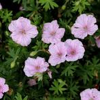 Geranium sanguineum Striatum - Wortelgoed - 5 stuks, Tuin en Terras, Verzenden