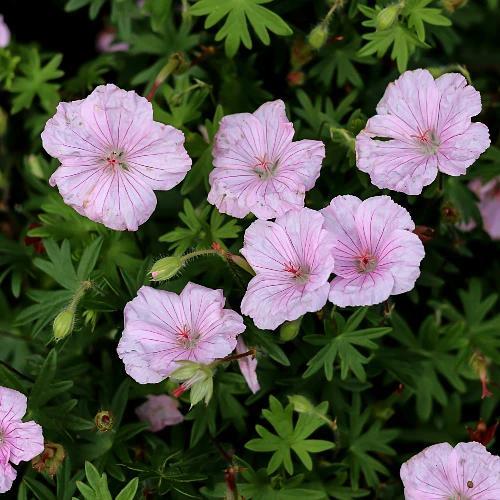 Geranium sanguineum Striatum - Wortelgoed - 5 stuks, Tuin en Terras, Planten | Tuinplanten, Verzenden