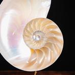 Fibonacci-spiraal - Parelmoer Nautilus - De spiraal van het, Nieuw