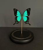 Vlinder Taxidermie volledige montage - Lorquinianus, Nieuw