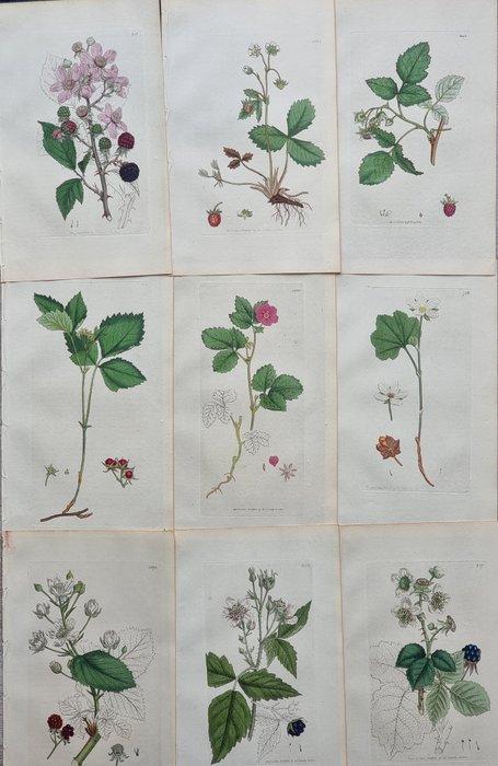 James Edward Smith (1759/ 1828) - James Sowerby (1757/ 1822), Antiek en Kunst, Antiek | Boeken en Bijbels