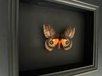 Mot Taxidermie volledige montage - Exceptionnel papillon de, Nieuw