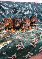 dwergteckel puppies!, Dieren en Toebehoren, Parvo, 8 tot 15 weken, Meerdere, Nederland