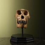 Gorilla Schedel - Gorilla gorilla - 28 cm - 21 cm - 23 cm-, Nieuw