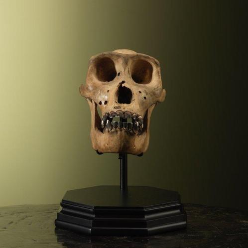 Gorilla Schedel - Gorilla gorilla - 28 cm - 21 cm - 23 cm-, Verzamelen, Dierenverzamelingen