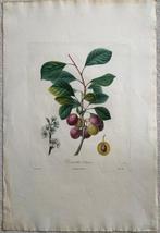 Pomologie Française, Recueil des plus Beaux Fruits Cultivés