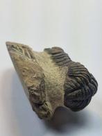 Trilobiet - Gefossiliseerd dier - Phacops - 6.5 cm (Zonder