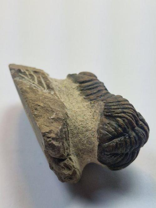 Trilobiet - Gefossiliseerd dier - Phacops - 6.5 cm (Zonder, Verzamelen, Mineralen en Fossielen
