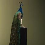 Blauwe Pauw Taxidermie Opgezette Dieren By Max, Verzamelen, Dierenverzamelingen, Ophalen of Verzenden, Nieuw, Vogel, Opgezet dier