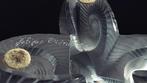 Lalique - René Lalique - Wijnkoeler - Osmose - Kristal