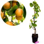 Pyrus pyrifolia Shinseiki + pot 23cm, Tuin en Terras, Planten | Fruitbomen, Volle zon, Verzenden