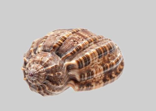 Verzamelobjecten  Taxidermie wandmontage - Harpa amouretta, Verzamelen, Dierenverzamelingen