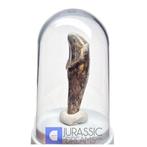 Gem Grade Grote ijstijd grotbear (Ursus spelaeus) voor-tand, Verzamelen