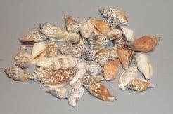 Strombus Urceus Schelpen 1 kilo, Hobby en Vrije tijd, Knutselen, Nieuw, Ophalen of Verzenden