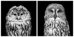 Marco Simoni - Owls - 130 cm & 152 cm