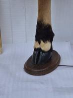 Hepras spies en Oryx Derby-poot Hoorns - Xiphias Gladius -, Nieuw