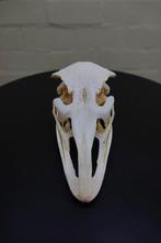 Struisvogel Schedel - Struthio camelus - 0 cm - 17.5 cm - 10, Verzamelen, Nieuw