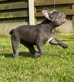 Zeer mooie franse bulldog pup, mag meteen verhuizen, België, Fokker | Hobbymatig, 8 tot 15 weken, Parvo