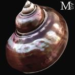 Ornamentele schelp met iriserend parelmoer Turbo Imperialis, Verzamelen