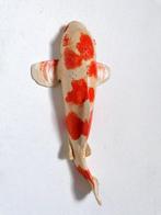 Vanessa Bonino - Koi carp