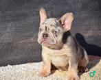 Prachtige Franse bulldog pups zoeken een goed huis, 15 weken tot 1 jaar, Buitenland, Parvo, Bulldog