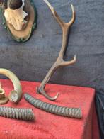 Knalgeit - kudu en andere ... Hoorns - Cervus elaphus -, Nieuw