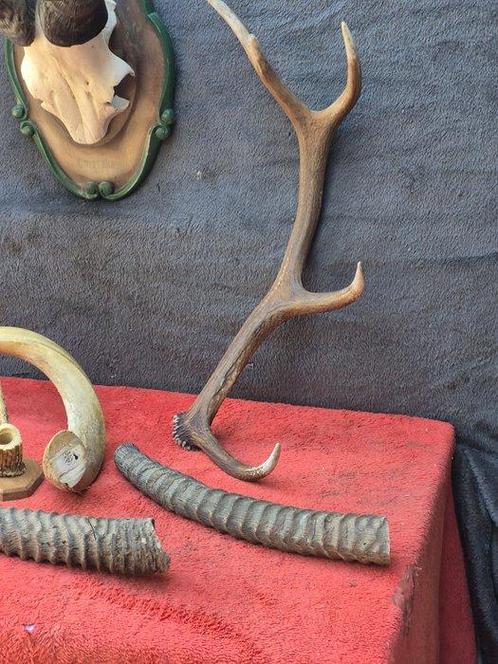 Knalgeit - kudu en andere ... Hoorns - Cervus elaphus -, Verzamelen, Dierenverzamelingen