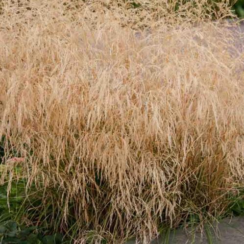 Deschampsia cesp. ‘Goldtau’ - Potmaat 9x9 cm, Tuin en Terras, Planten | Tuinplanten, Ophalen of Verzenden
