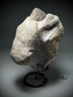 Zeldzame zware titanosaure wervel op elegante presentatie -, Verzamelen, Mineralen en Fossielen