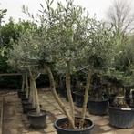 Olijfboom - drie stammen - Hoogte: 115-150 cm