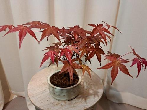 Japanese maple bonsai (Acer palmatum) - Hoogte (boom): 24 cm, Antiek en Kunst, Curiosa en Brocante