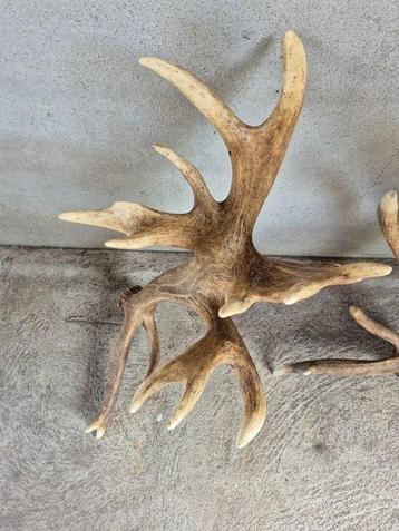 Edelhert Hoorns - Cervus elaphus - Géantes - Enormes - beschikbaar voor biedingen