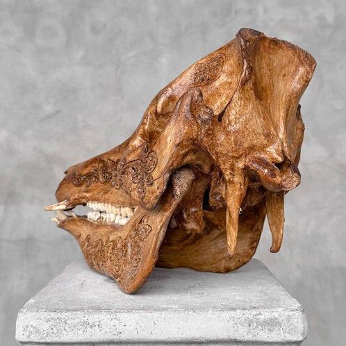 Geen minimale prijs - Prachtige bruine patina wilde zwijn -, Antiek en Kunst, Kunst | Designobjecten