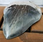 Megalodon - Fossiele tand - 13.5 cm - 9.5 cm (Zonder, Verzamelen