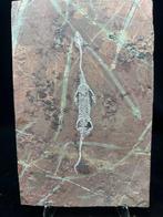 Fossiele plaatmatrix - Keichousaurus sp. - 32 cm - 21 cm