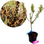 Hippophae rham Pollmix + pot 19cm, Tuin en Terras, Planten | Fruitbomen, Verzenden, Volle zon