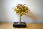 Japanese maple bonsai (Acer palmatum) - Hoogte (boom): 44 cm