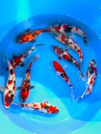 Hirasawa Marusei 27-32cm (Japanse Koi), Dieren en Toebehoren, Karper of Koi