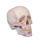 Anatomie model schedel met origo en insertie, 3-delig, Nieuw, Verzenden