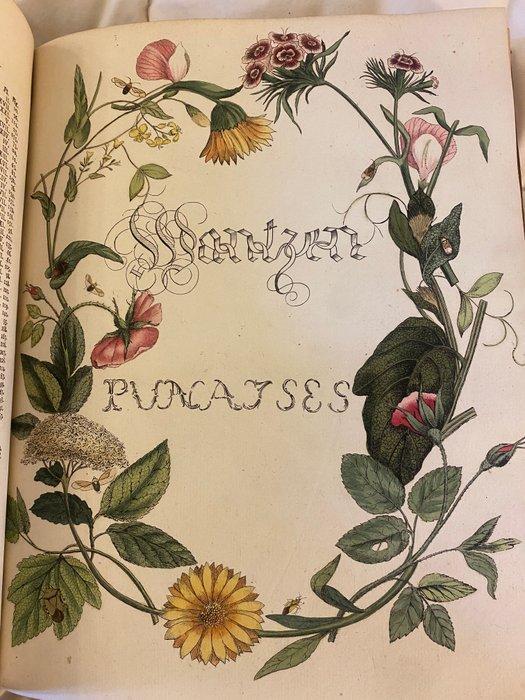 Caspar Stoll - Cicadas and Tree Bugs: Natuurlyke en naar t, Antiek en Kunst, Antiek | Boeken en Bijbels