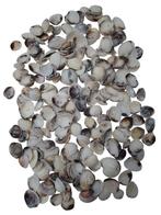 Karandai Chippy schelpen 1 kilo, Hobby en Vrije tijd, Knutselen, Ophalen of Verzenden, Nieuw